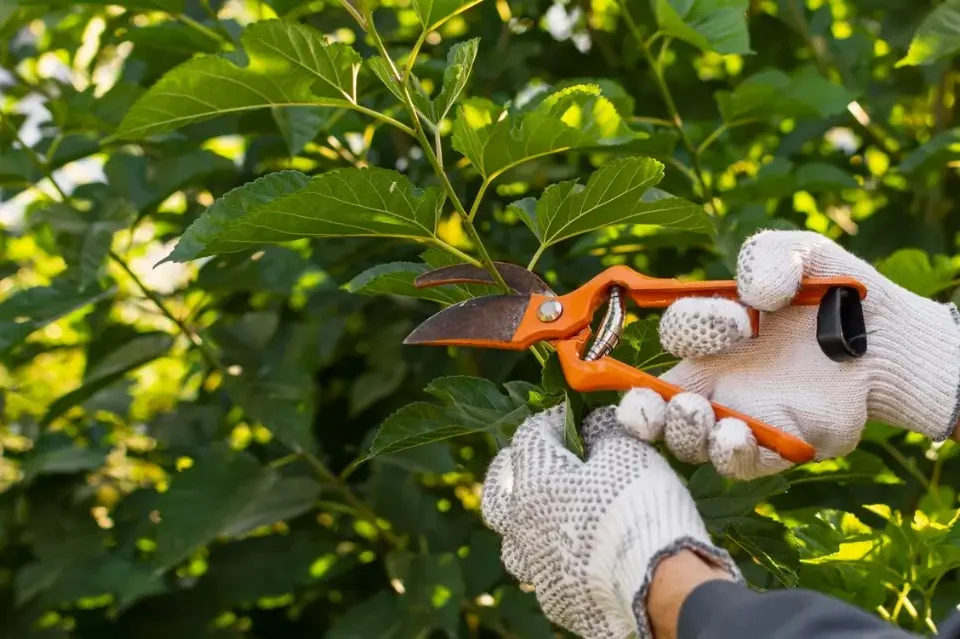 What to Expect During a Professional Bush Hogging Service